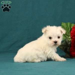 Amedius, Maltese Puppy